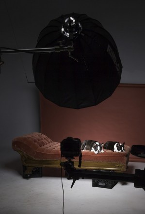 lighting for pet photography 
