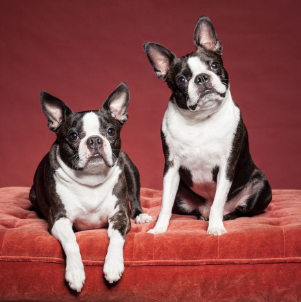 lighting for pet photography 